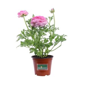 Ranuncolo   861021b