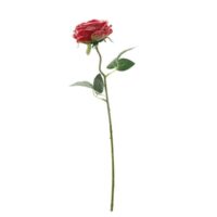 Rosa Nat Innevata X Dec Rossa Cm51