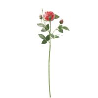 Rosa Nat Innevata 2bocc Rossa Cm71