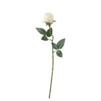 Rosa Nat Innevata X Dec Bianca Cm51